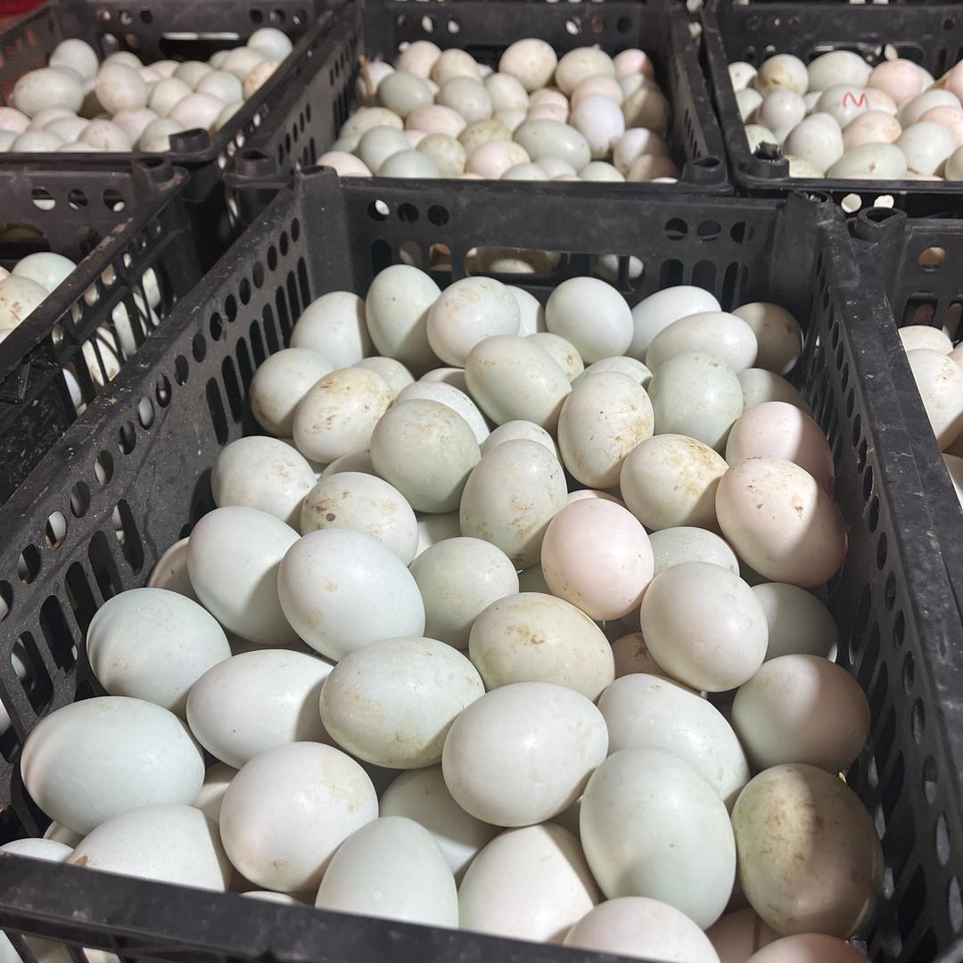 干净精品鸭蛋供应商