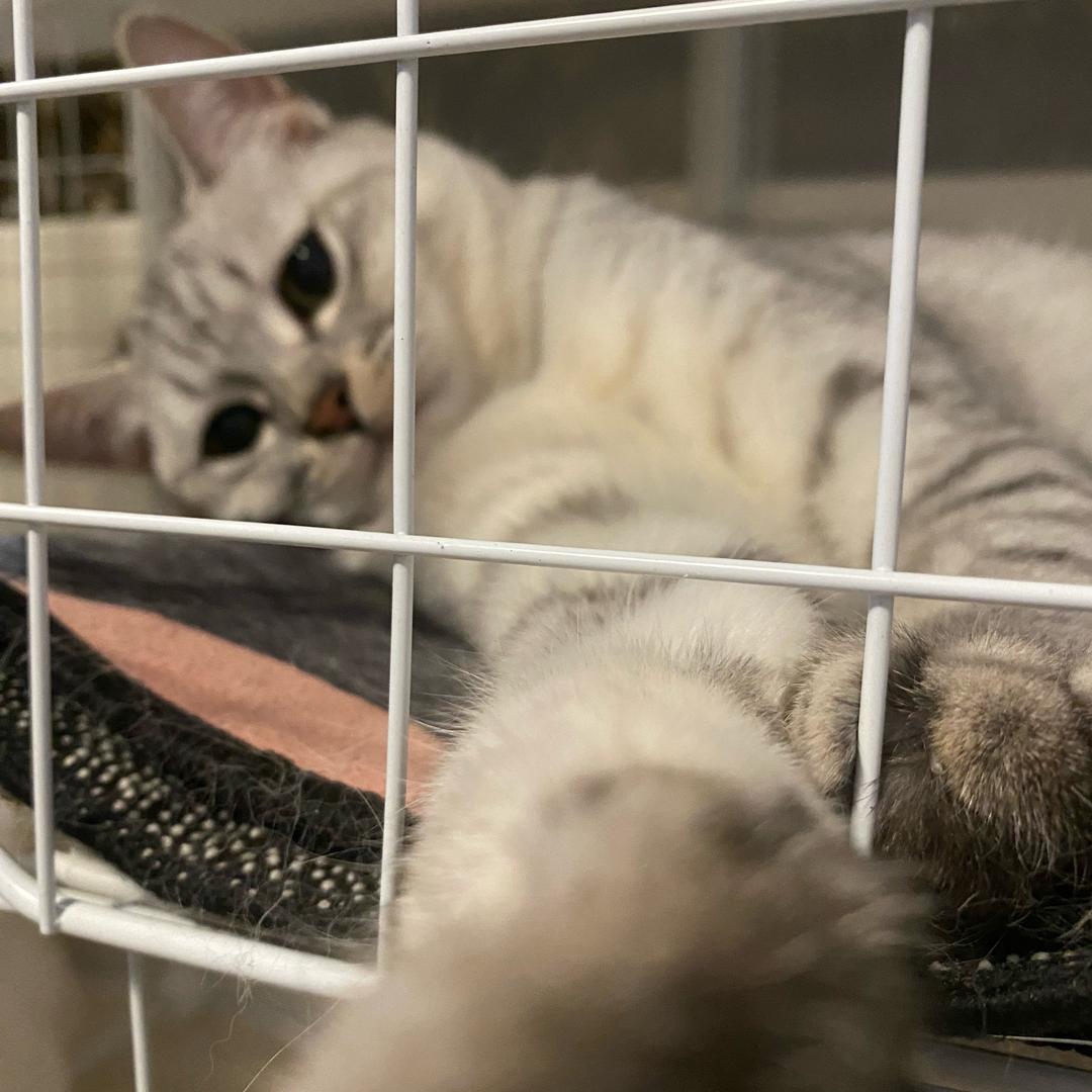 六一喵🐱