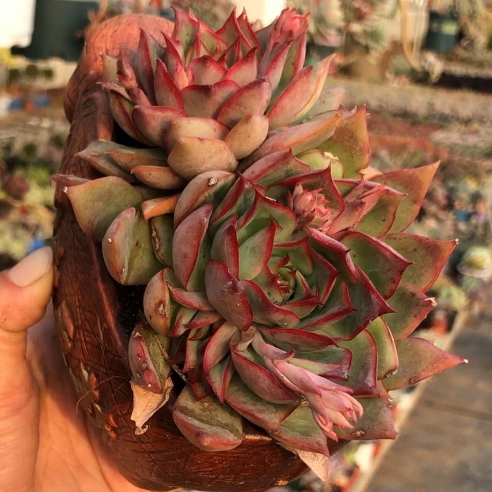 胡金玉有个多肉花园