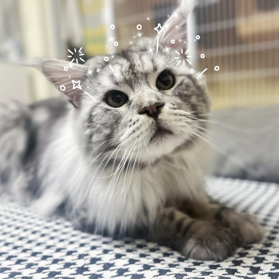七七仔和四个逻辑🐱