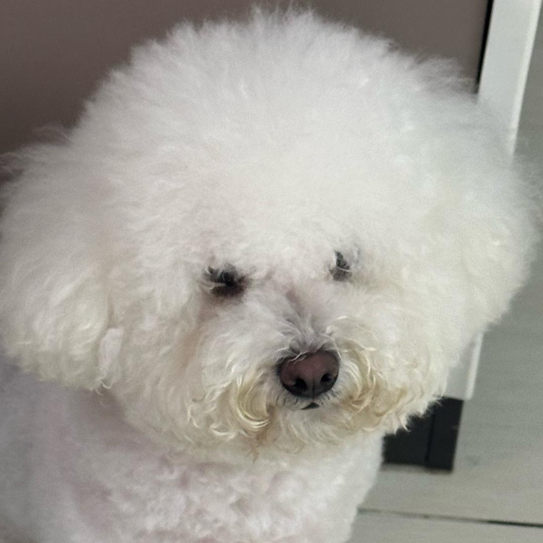 邪恶摇粒绒阿皮