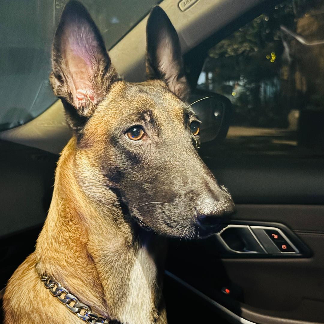 马犬十六