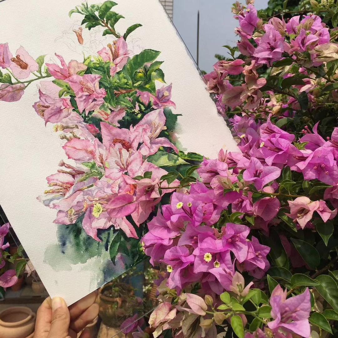南哥三角梅花卉
