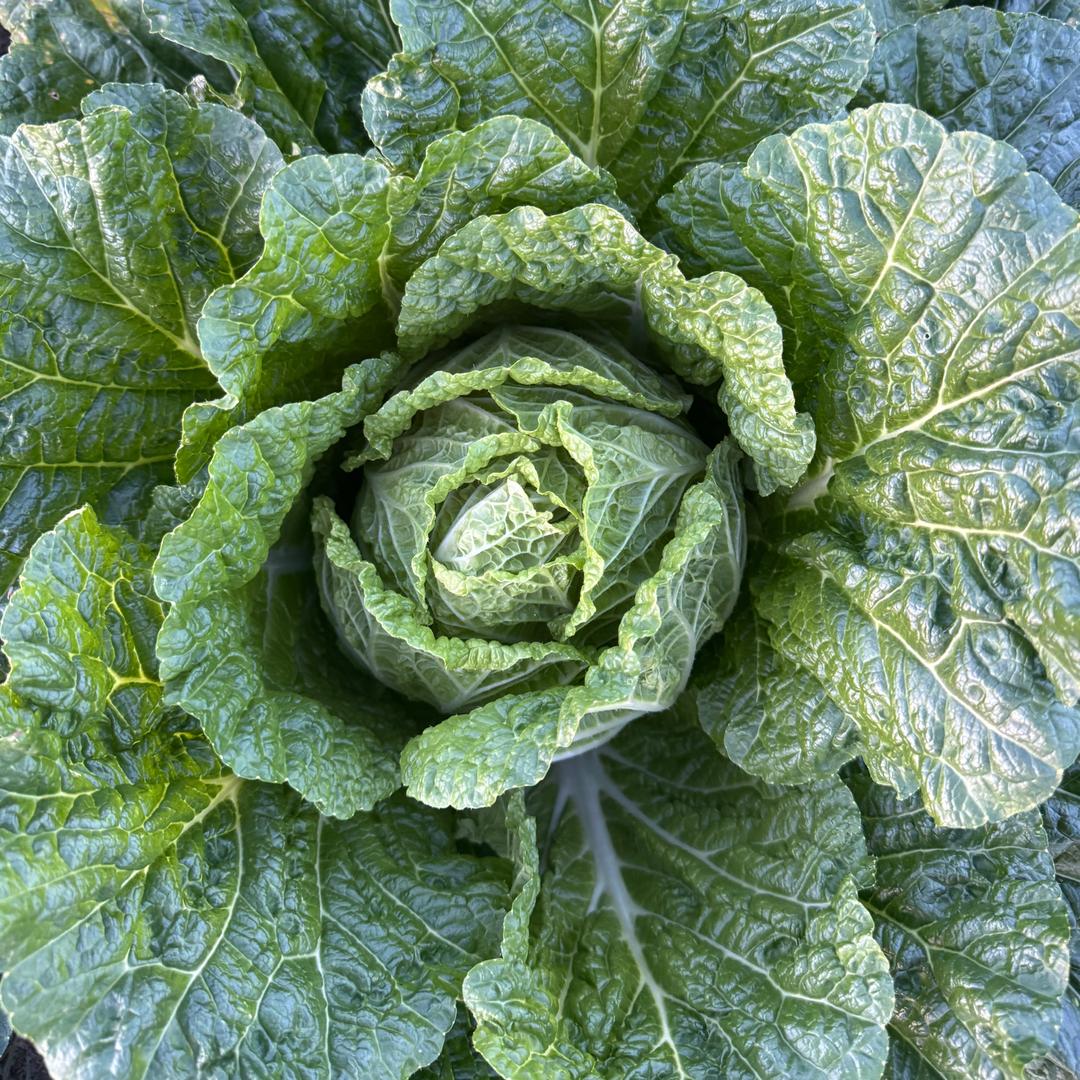 贵州王三妹农产品优选