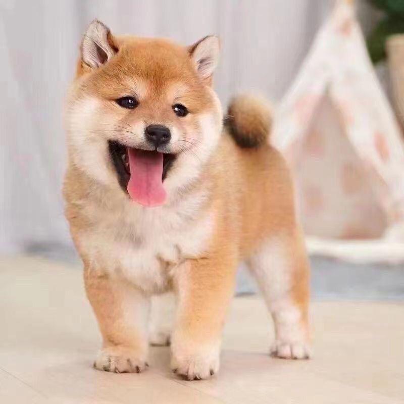 穿越千年古老神犬广西田园犬