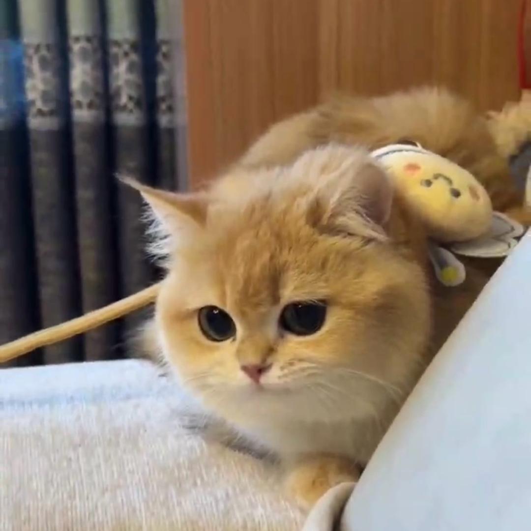 小鼻嘎