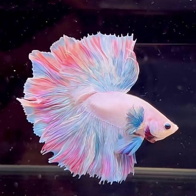 一品泰斗水族
