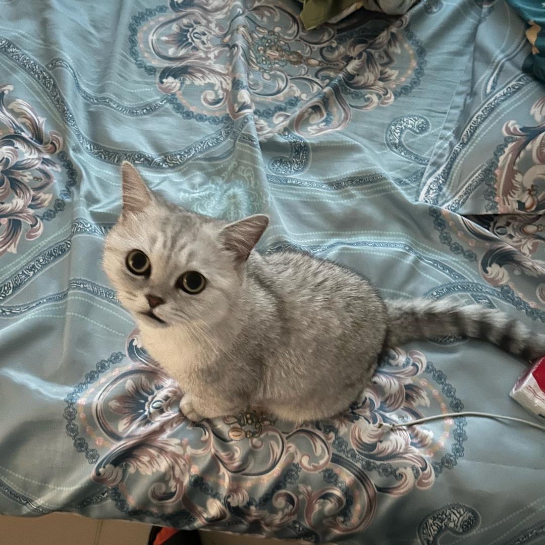一只元宝