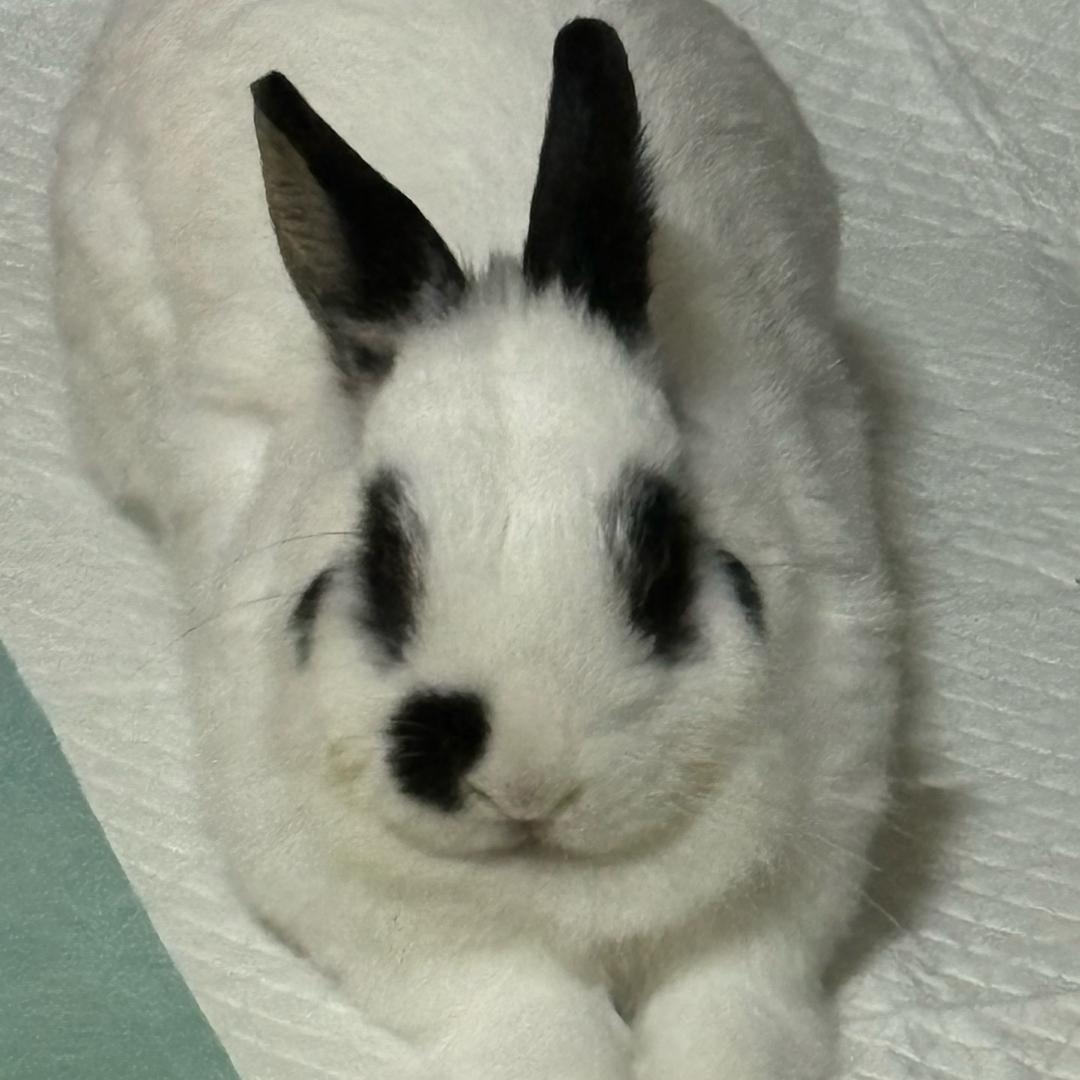 飞飞CR(马特殊宝贝）