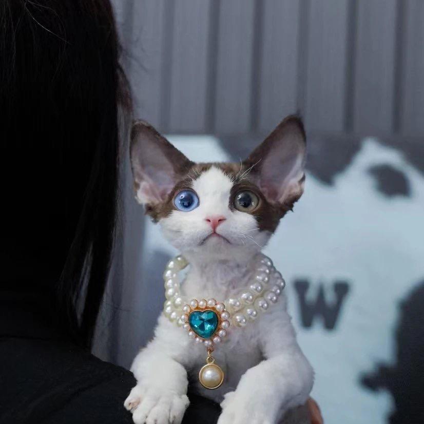 青禾家德文卷毛猫