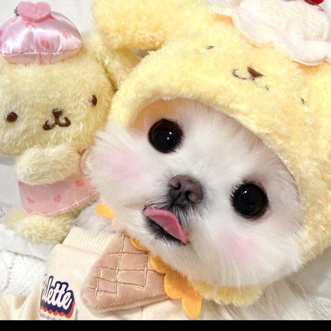 柴熊日记