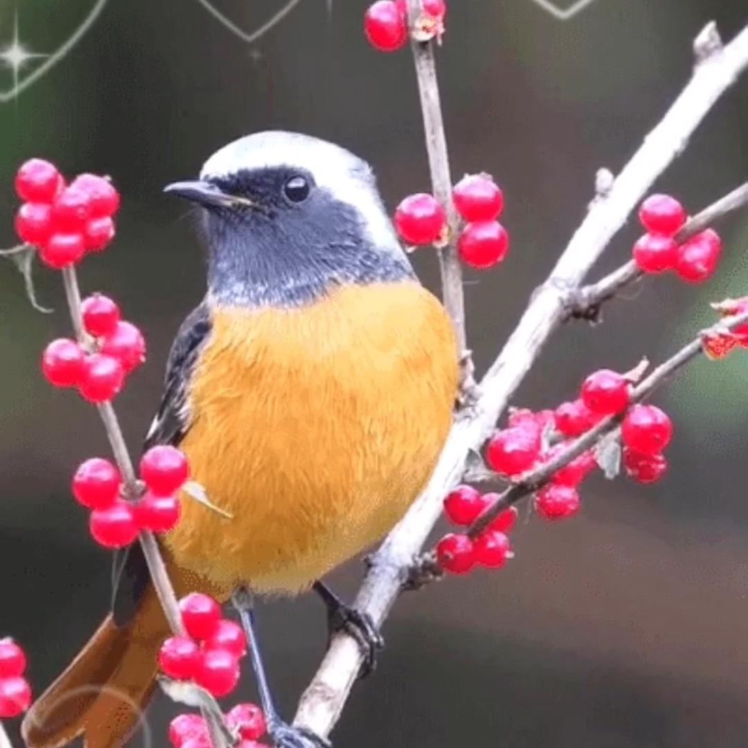 春夏秋冬理