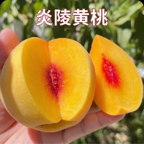 农意美园艺专营店