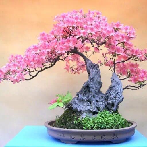 🌸香香🌸🧸