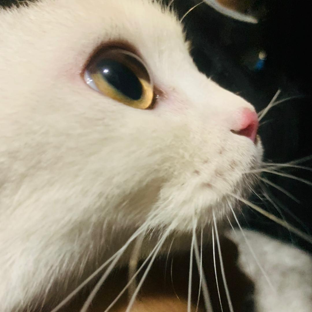 叫我露露