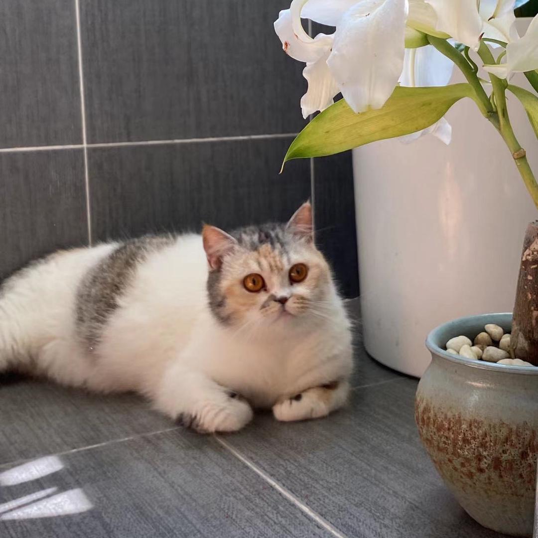 子不语