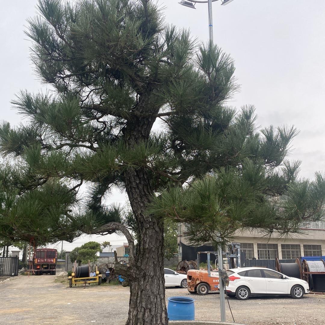 郯城县壹松源苗木销售店