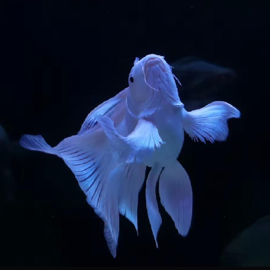 菜菜的观赏鱼