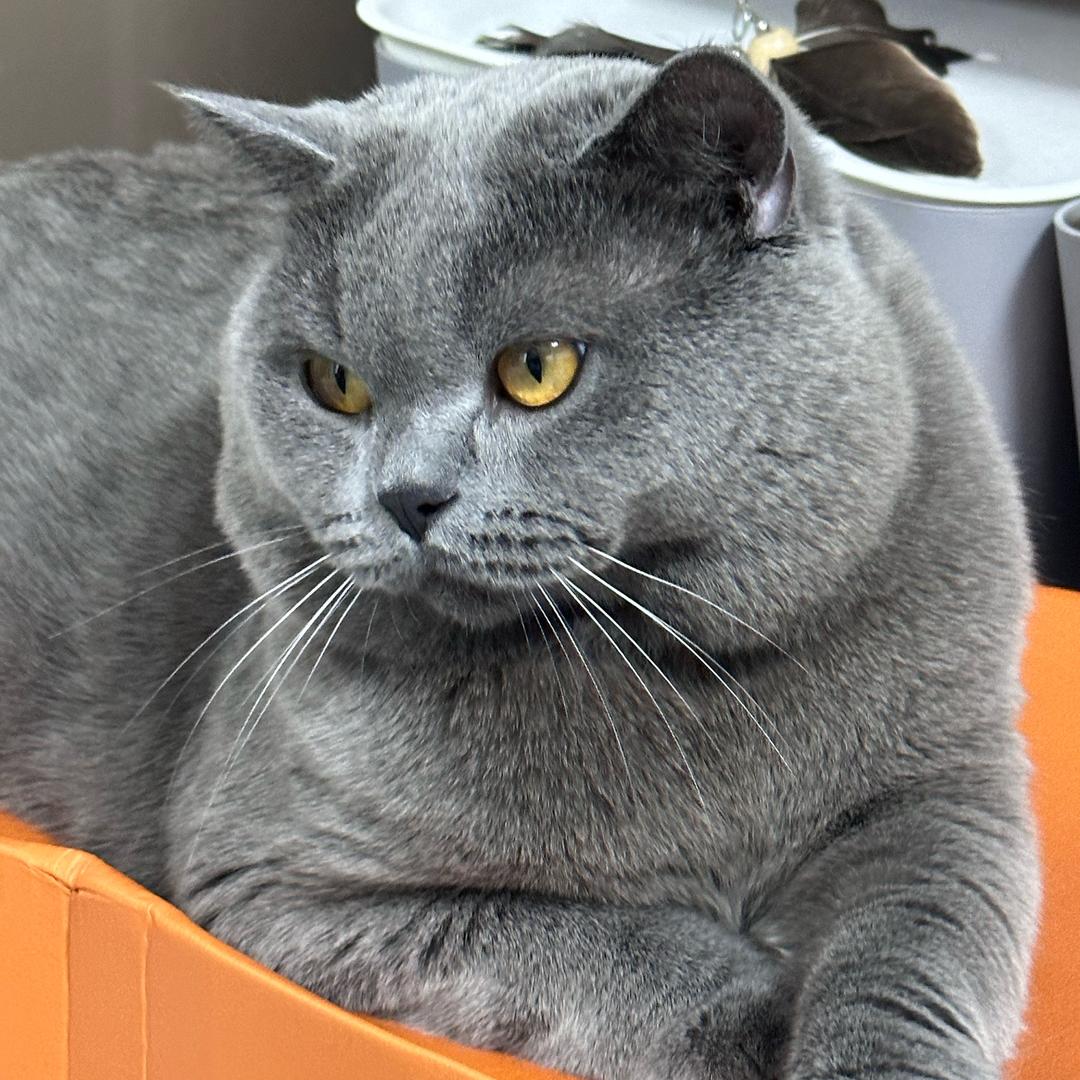 猫咪🐱