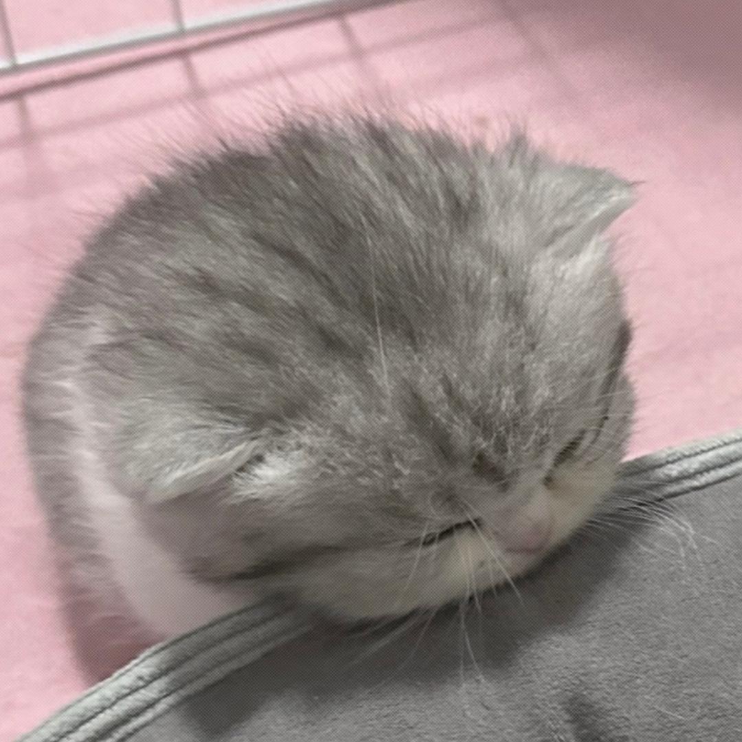 忧郁奶黄包