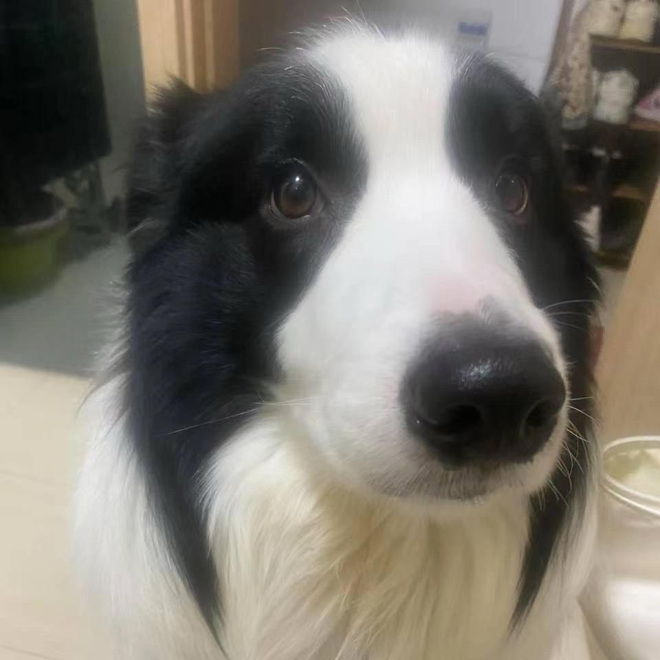 白瑞和小娇妻泡芙