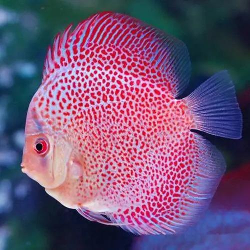 淼笙七彩（小玩家）