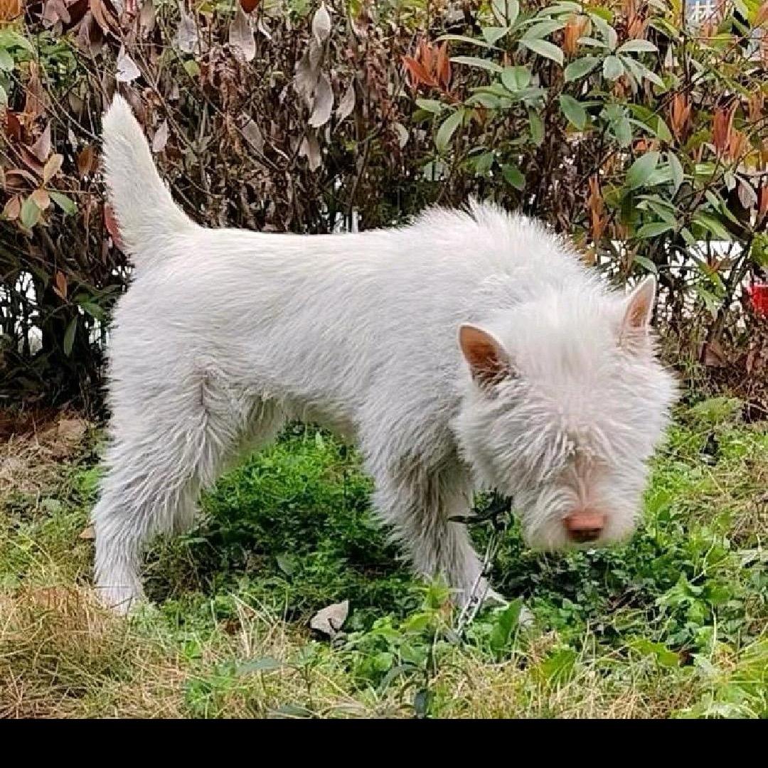 深山寻猎（小余总）