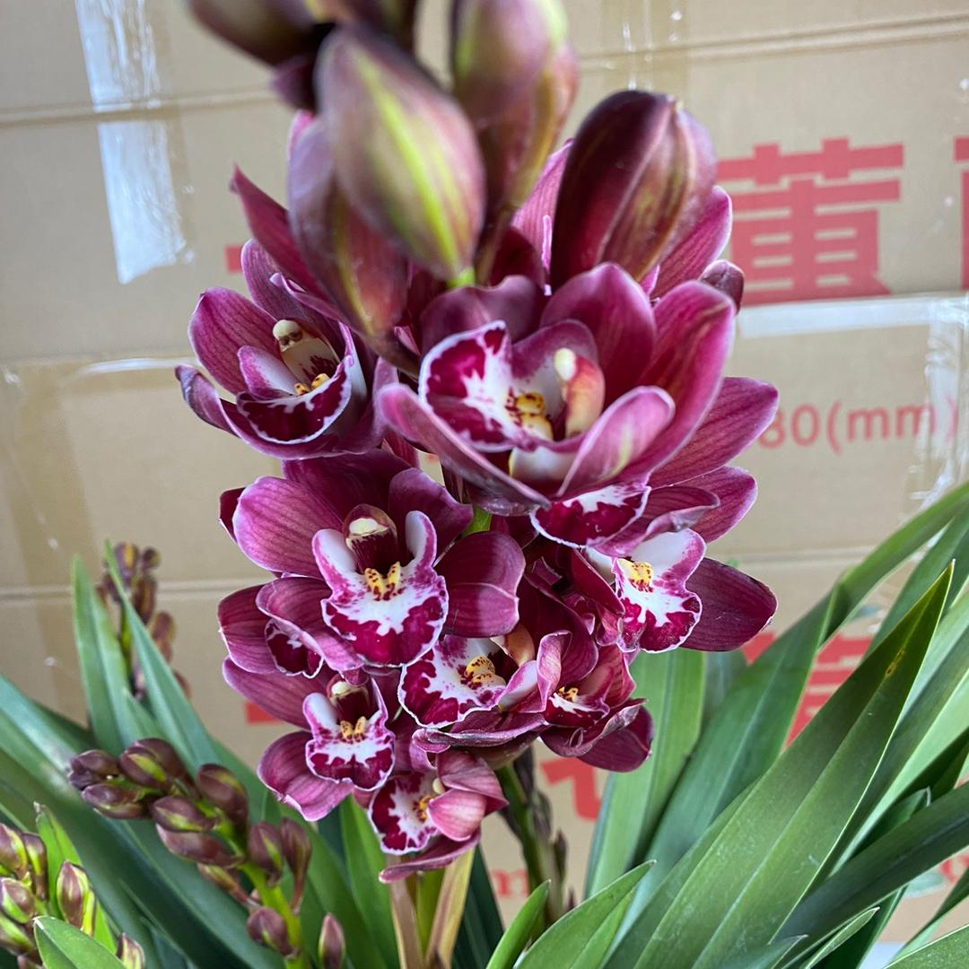 繁星花卉