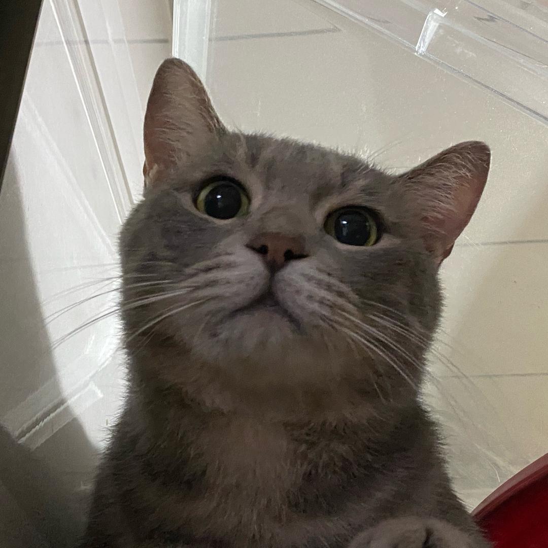 京畿道小狗在线卖披萨x