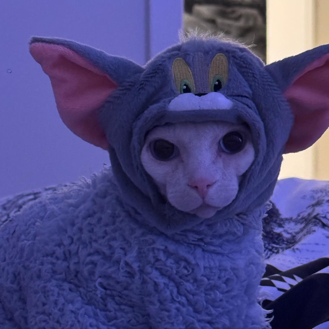 一只猪咪🐈