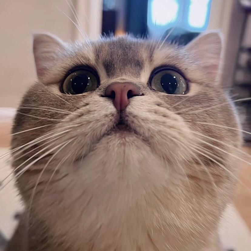 猪猪喜欢二蛋