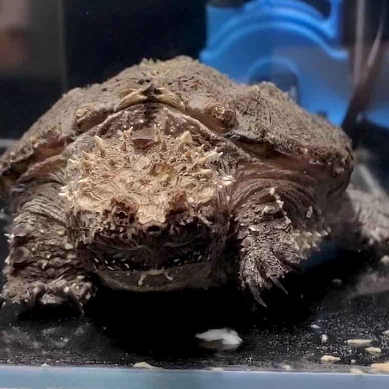 阿斌佛鳄