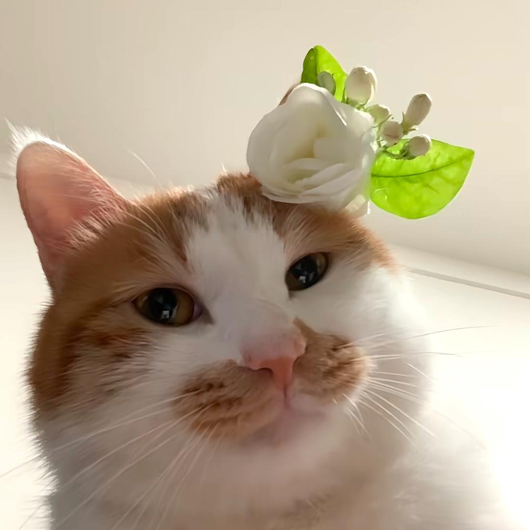 每句晚安都是喜欢