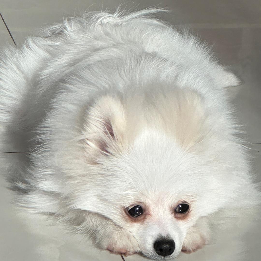皮