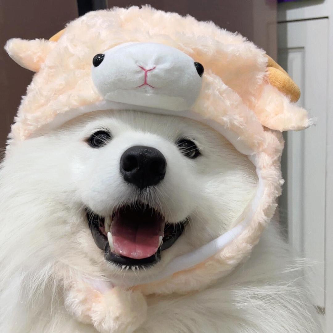 第壹宠物