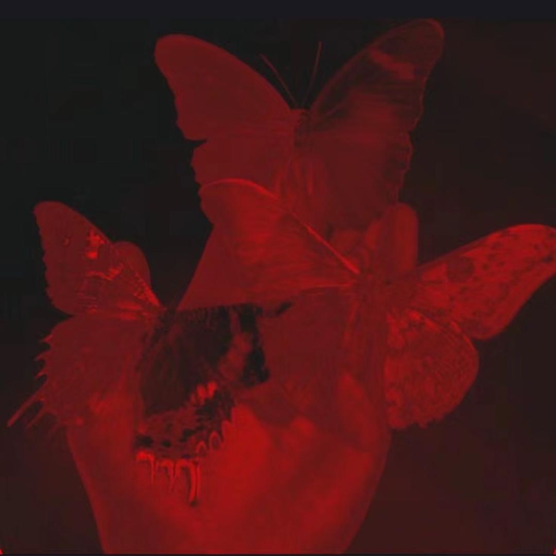 海芋狗宝