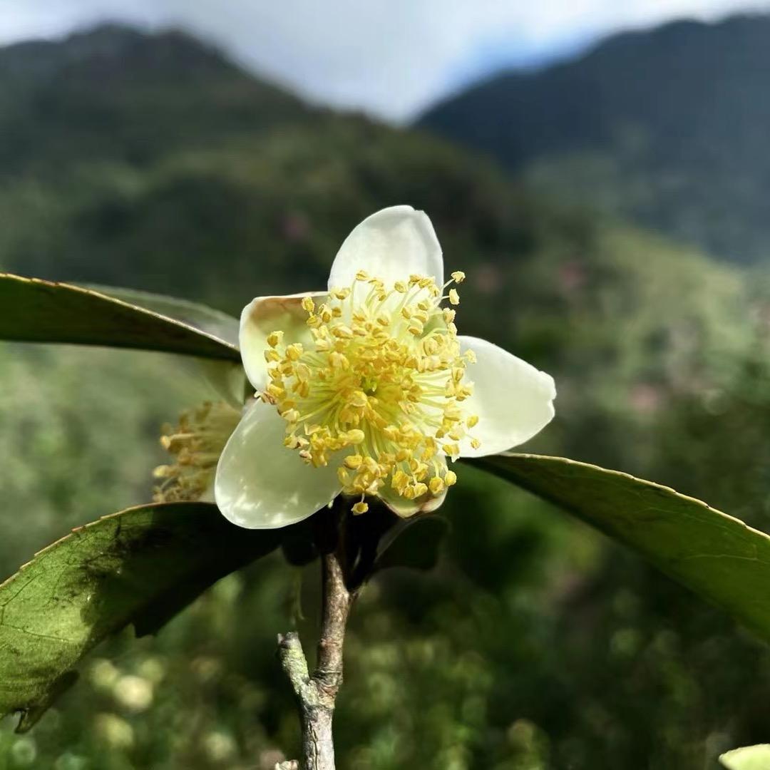 纵马踏花向自由