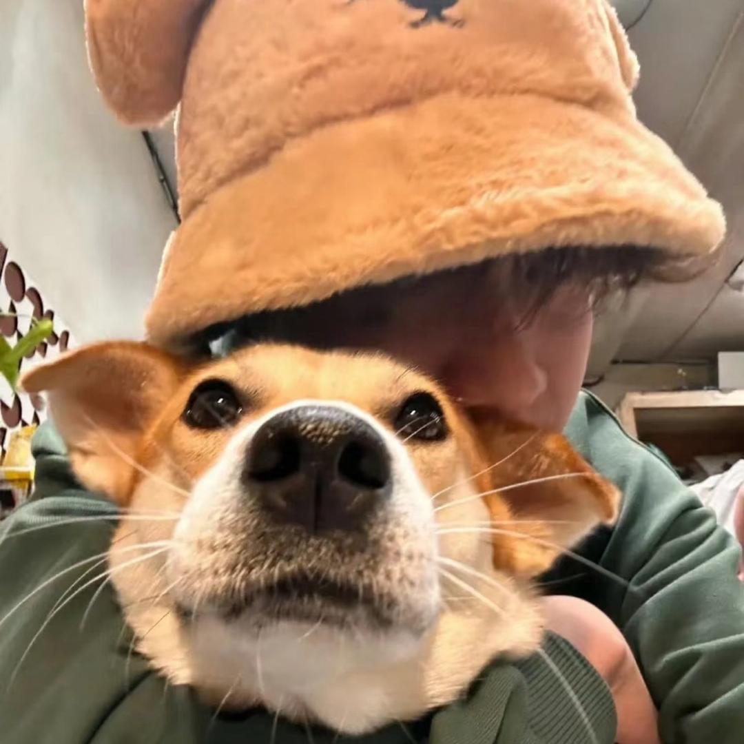 皮特🌾（讨厌胡萝卜🥕版）