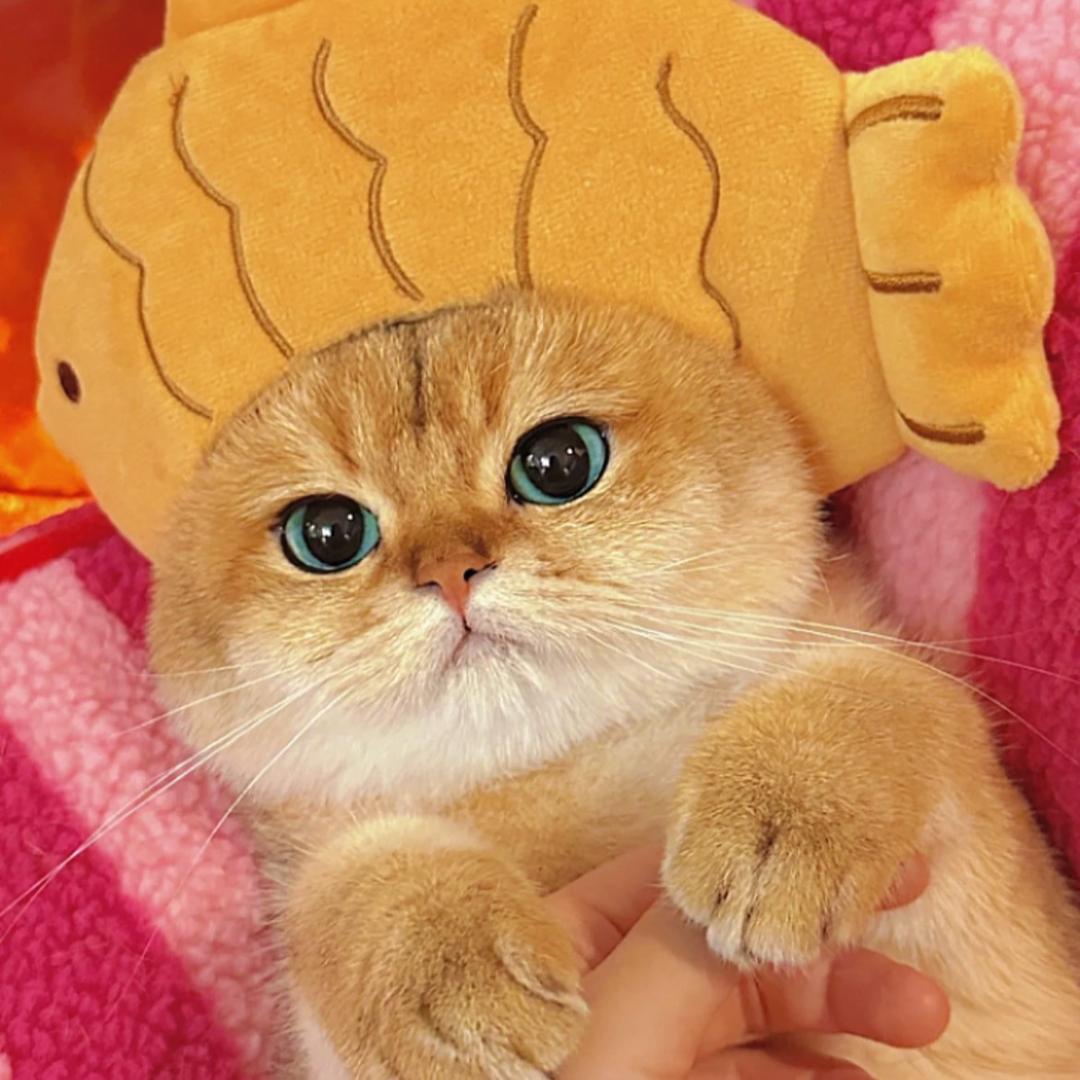 闲猫金小六
