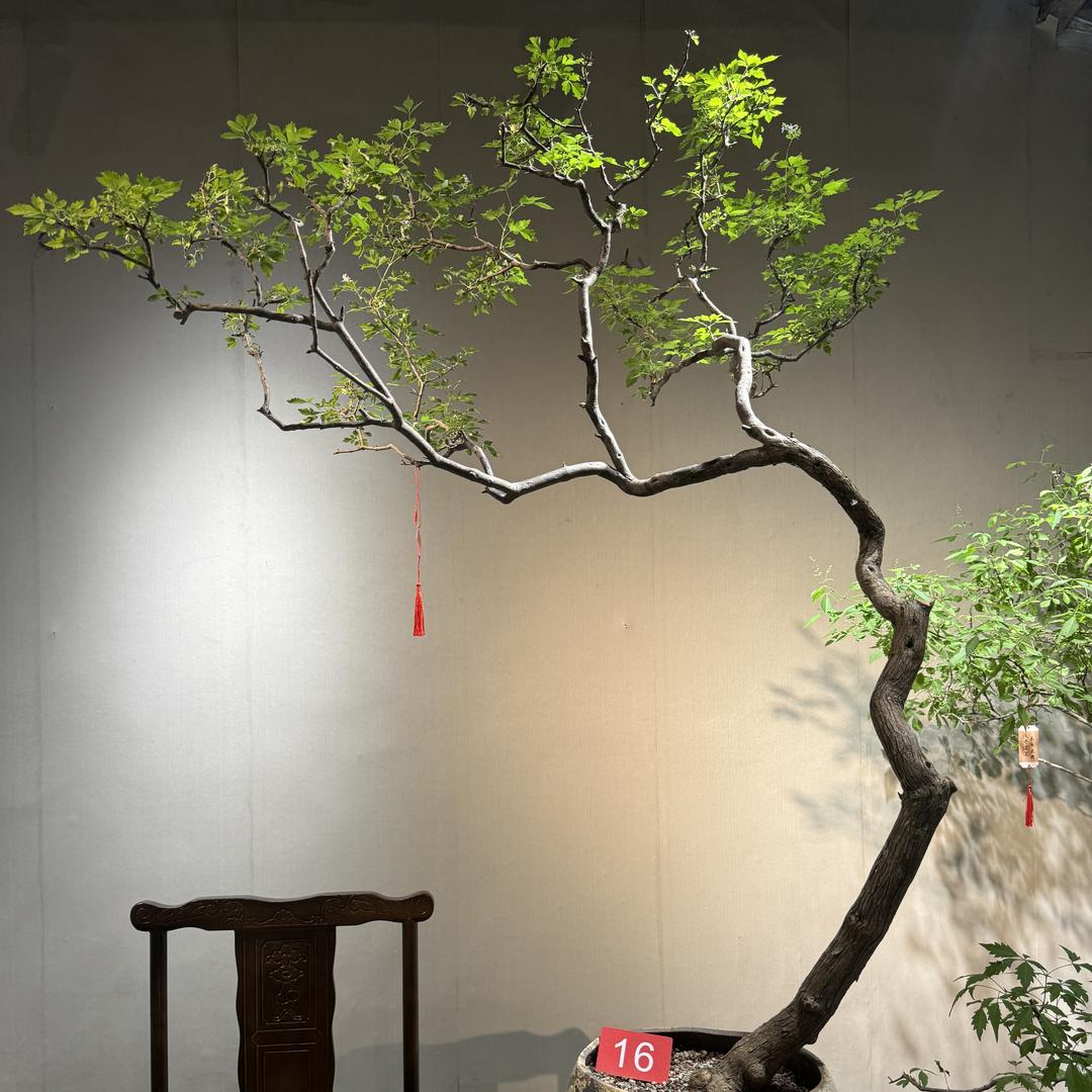 自然之韵【海岛黄荆】