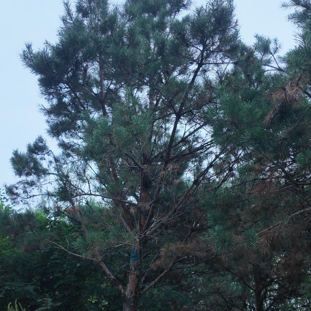 李淑芬.