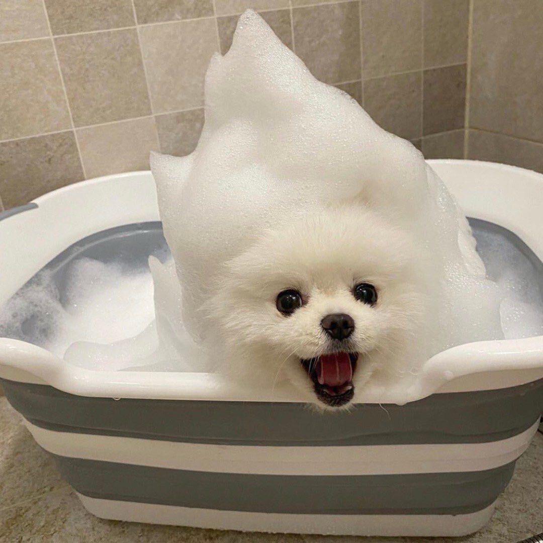 盐西早