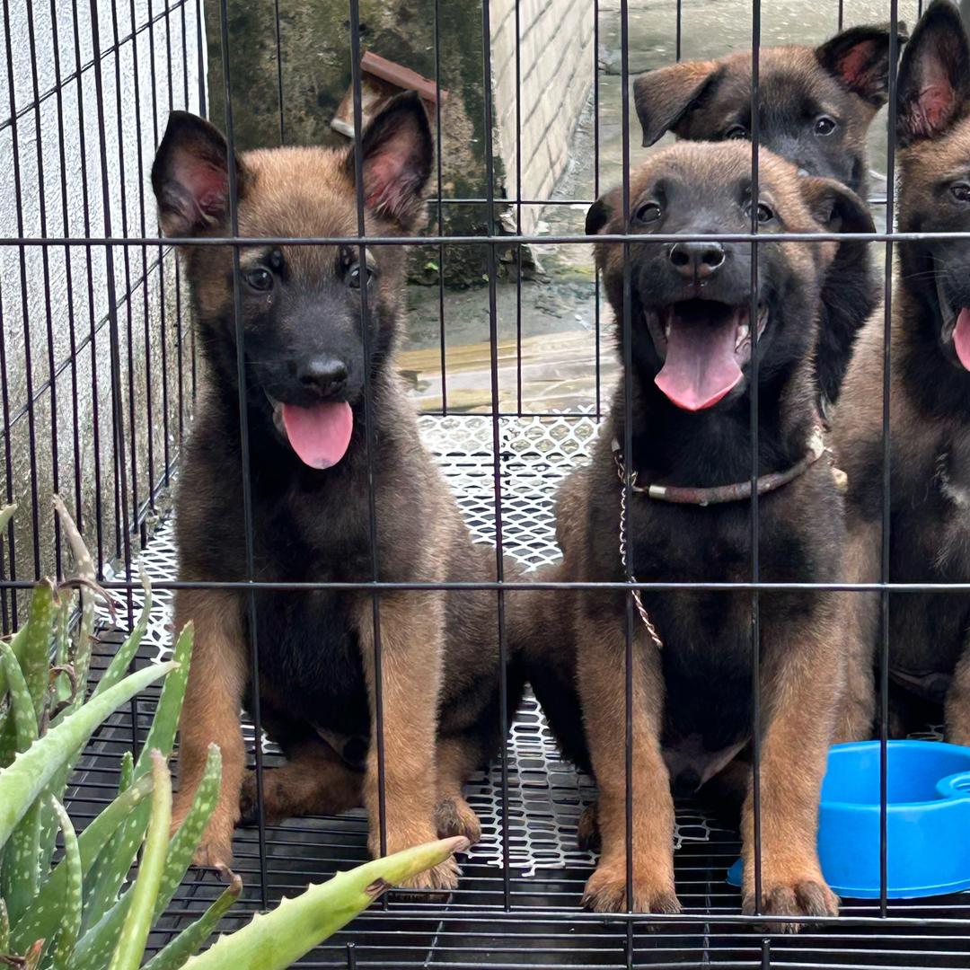 一个爱撸狗爱喝咖啡的人儿