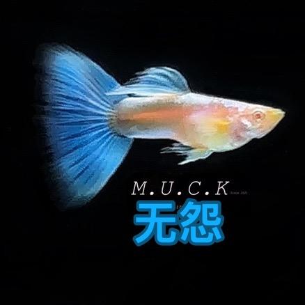 无怨孔雀鱼