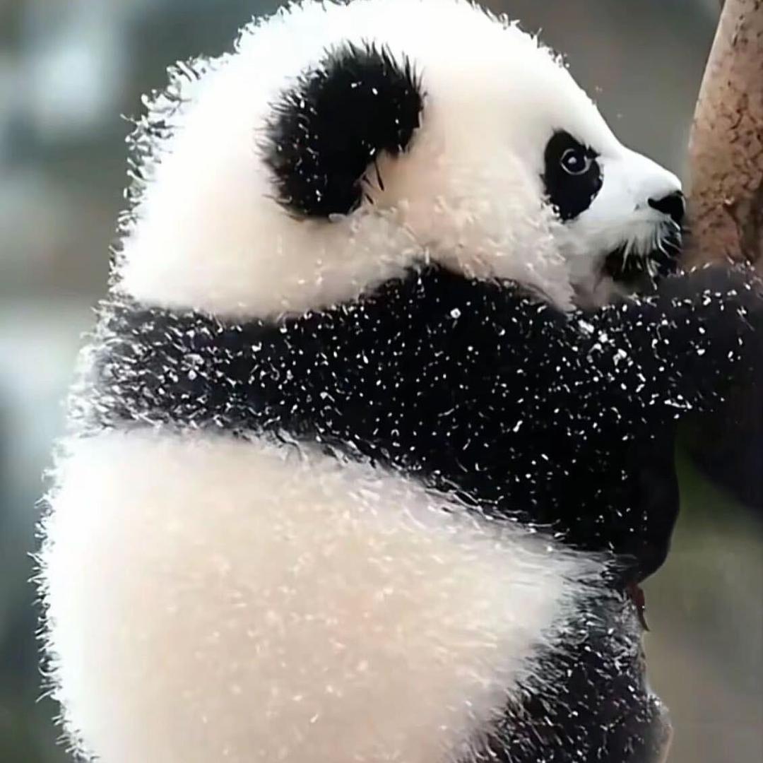 柠檬
