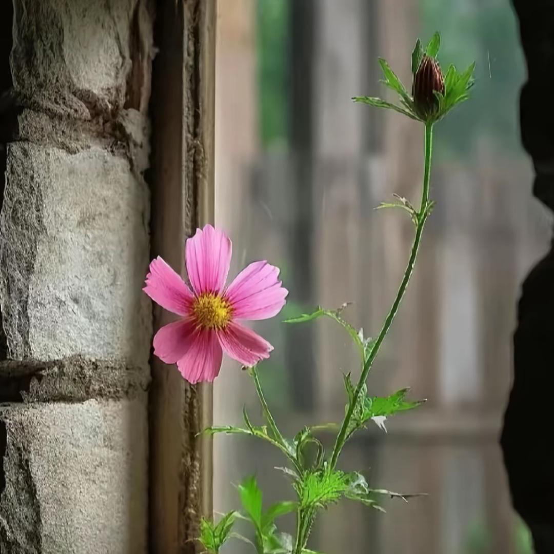 衢野栖