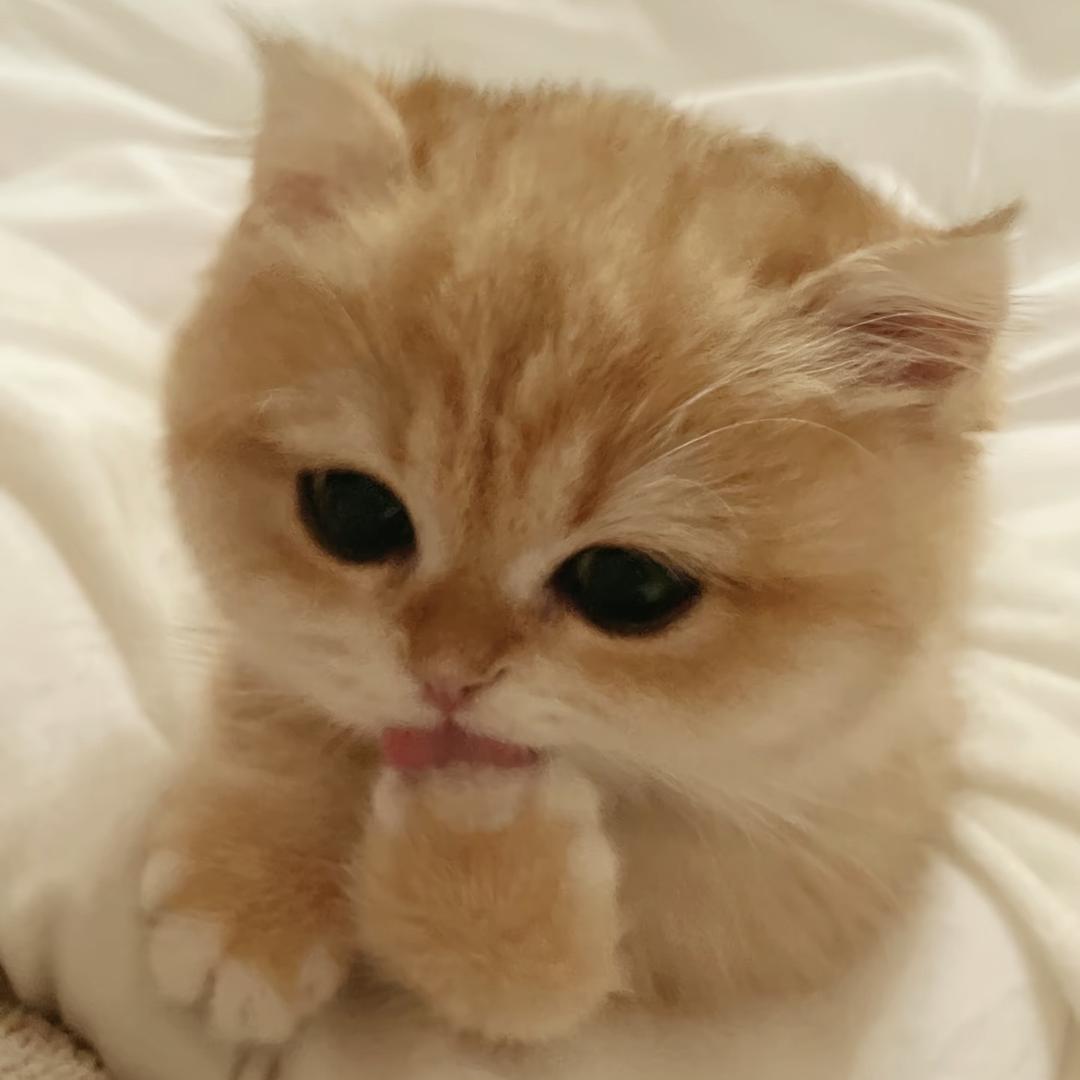 一条鱼🐟