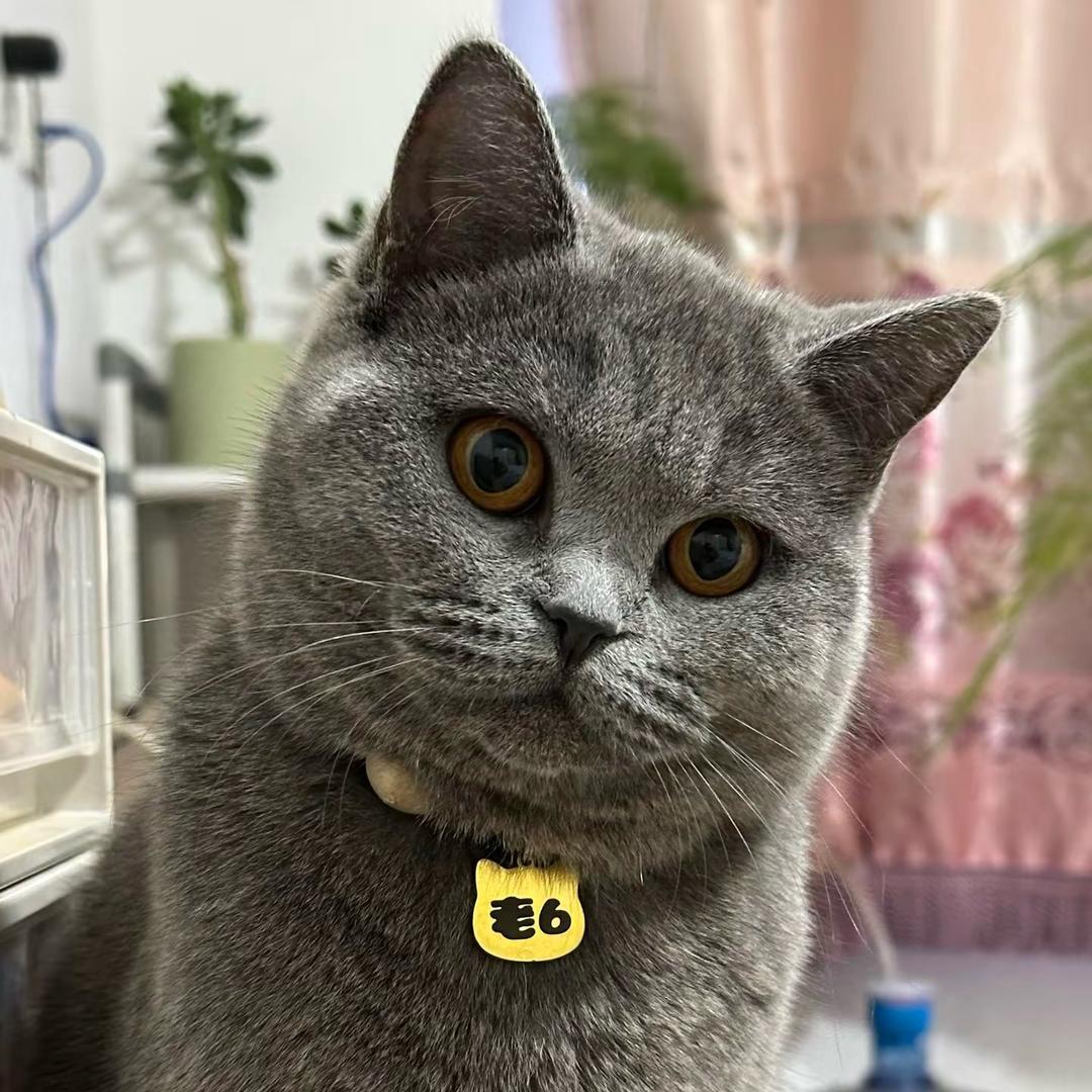 老6是只猫