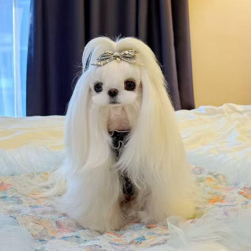 欣彤家宠物小院