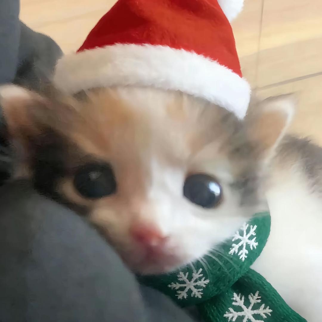 小猫你可以吃芝士汉堡